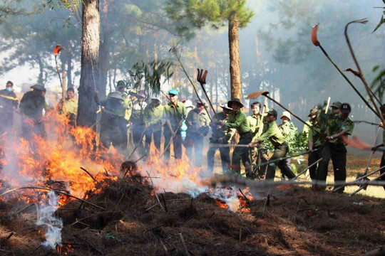 Gia Lai: 178 vụ vi phạm Luật Bảo vệ và Phát triển rừng 3 tháng đầu năm 2018
