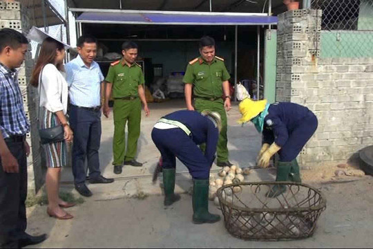 Quảng Nam: Xử phạt 60 triệu đồng cơ sở sử dụng hóa chất “lạ” tẩy trắng dừa