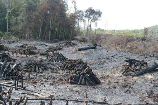 Vụ phá gần 15 hecta rừng ở Đắk Nông: Chính thức khởi tố cháu Chủ tịch công ty về tội  “nhận hối lộ”
