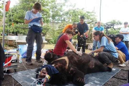 Ninh Bình: Giải cứu 2 cá thể gấu bị nuôi nhốt suốt 13 năm