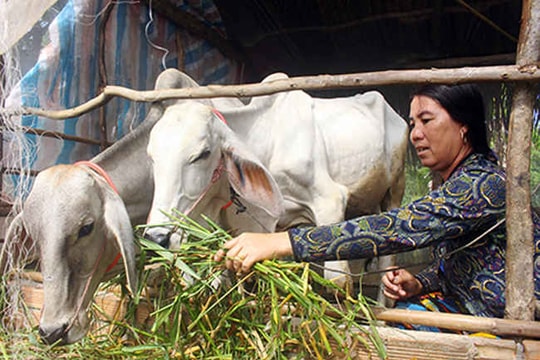 Hậu Giang: Tiếp tục triển khai các chương trình tín dụng về giảm nghèo bền vững, xây dựng nông thôn mới…