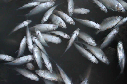 Quảng Ngãi: Cá chết nổi trắng sông Bàu Giang