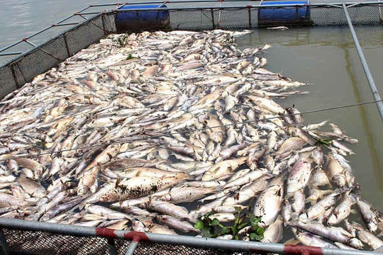 Những dòng sông lớn ở Hải Dương lại bị đầu độc, cá lồng chết hàng loạt