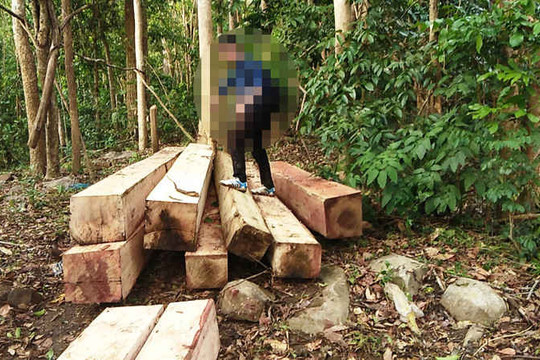 Gia Lai: Tổ chức truy quét, kiểm tra hiện trường số gỗ lậu cất giấu trong rừng
