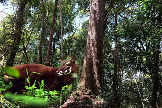 Quảng Nam: Nghiêm cấm chặt hạ cây rừng để khai thác lâm sản ngoài gỗ
