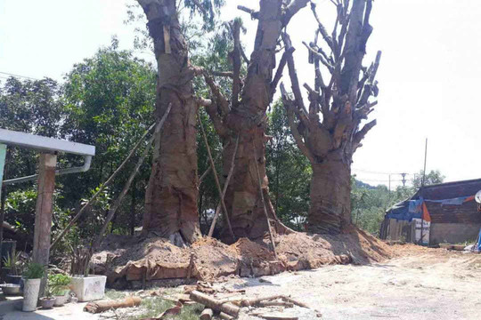 Vụ 3 cây “khủng”: Sở GTVT Thừa Thiên Huế hiến kế phương án xử lý