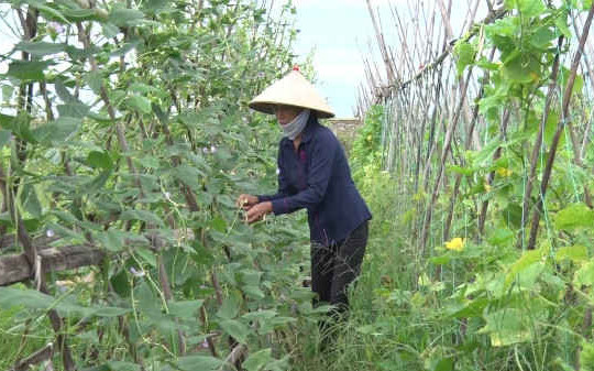 Ninh Bình: Doanh nghiệp thuê đất cùng sản xuất
