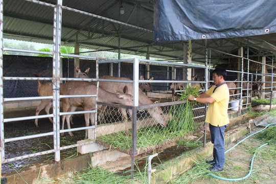 Bình Định: Tăng cường quản lý các cơ sở gây nuôi động vật hoang dã