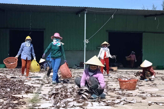 Quảng Nam: Được mùa mực khơi, ngư dân kiếm tiền tỷ