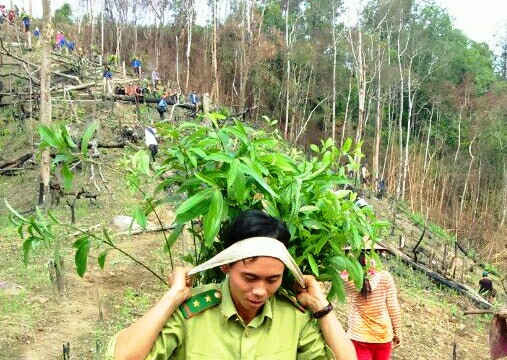 Lai Châu: Giữ rừng để hưởng lợi từ rừng