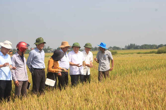 Quảng Trị: Sản xuất nông nghiệp vụ Đông Xuân phá vỡ “kỷ lục” về bội thu mùa màng