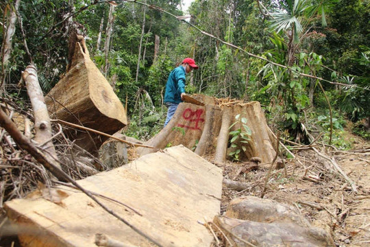 Quảng Nam: Rừng phòng hộ Sông Kôn lại tiếp tục bị tàn phá