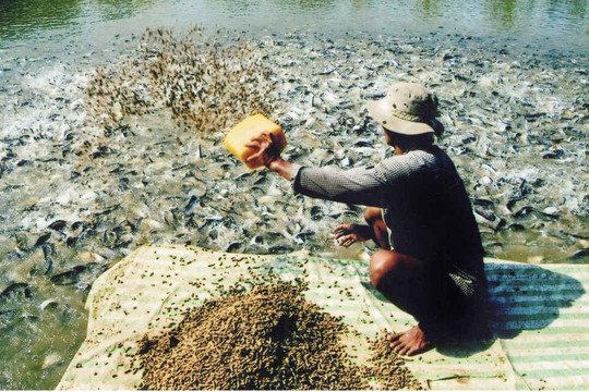 Phạt nặng hành vi sử dụng chất cấm trong chăn nuôi thủy sản