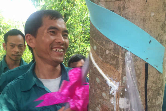 Điện Biên: Làm gì để người dân góp đất trồng cao su không bị thiệt thòi?