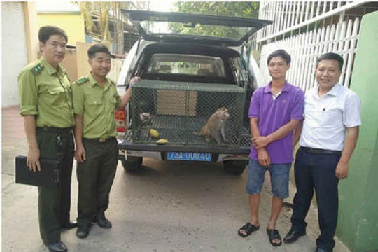 Quảng Bình: Người dân tự nguyện giao nộp khỉ vàng quý hiếm