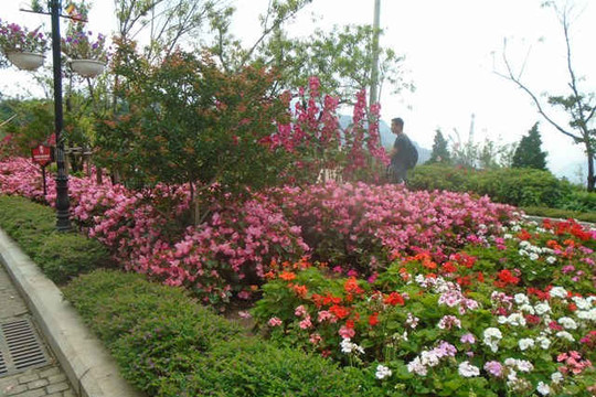 Lào Cai: Ngỡ ngàng với hàng trăm loài hoa đua nở nơi núi rừng Tây Bắc