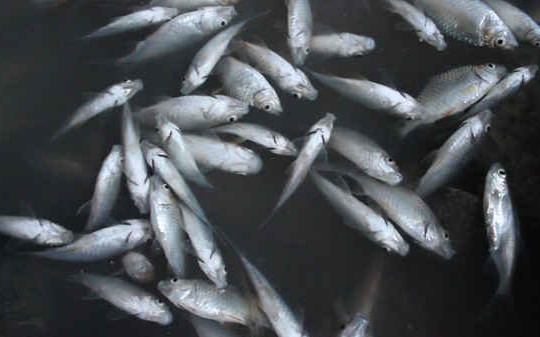 Vụ cá chết trắng sông Bàu Giang: Không tìm được thủ phạm chính