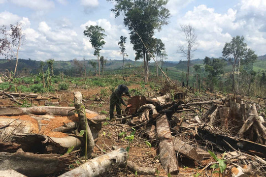 Đắk Nông: Hàng chục hecta rừng thuộc quản lý của Cty CP Địa ốc Khang Nam bị phá