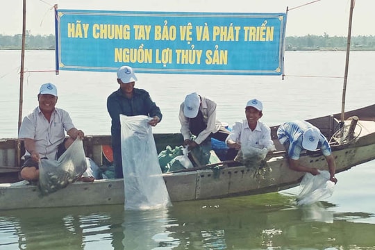 Huế: Thả hơn 100.000 tôm sú xuống đầm phá