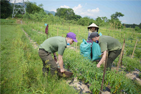 Vụ dân trồng ớt ở Huế “khóc ròng”: Doanh nghiệp “giải cứu”