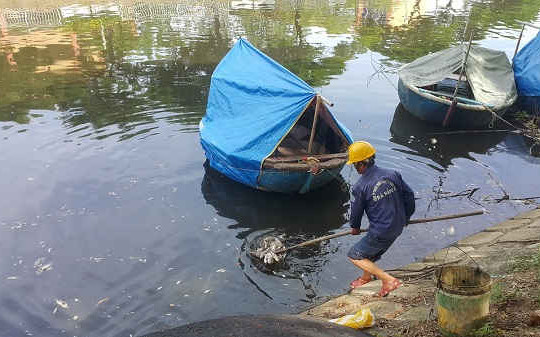 Đà Nẵng: Cá lại chết trắng sông Phú Lộc, nguy cơ ô nhiễm biển