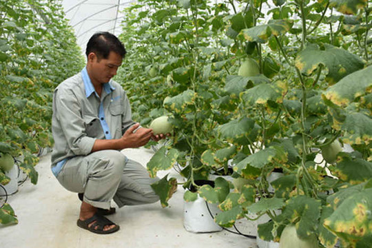 Bà Rịa - Vũng Tàu: Quản lý việc sử dụng đất tại các dự án nông nghiệp công nghệ cao