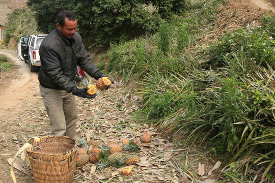 Bồi thường trên 14 tỷ đồng vụ hoa màu bị thiệt hại ở Lào Cai