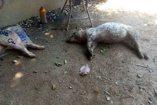 Ba Vì - Hà Nội: Lợn chết gây ô nhiễm tại trang trại bỏ hoang