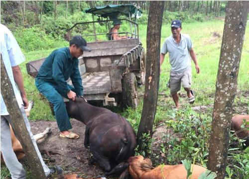 Sét đánh chết 5 con bò trong một gia đình tại Huế