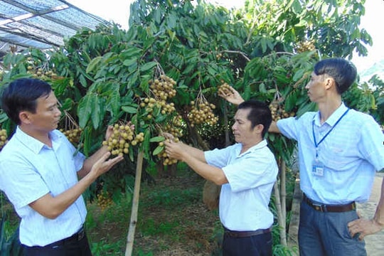 Sơn La tổ chức nhiều hoạt động quảng bá, xúc tiến tiêu thụ sản phẩm Nhãn