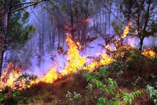 Công điện khẩn về phòng - chữa cháy rừng khi nắng nóng gia tăng