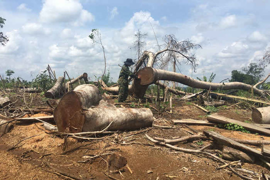 Đắk Nông: 6 tháng đầu năm xảy ra hơn 300 vụ phá rừng trái phép