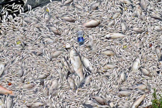 Hà Nội: Cá chết nổi trắng nhiều góc hồ Tây