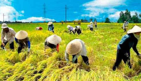 Sử dụng đất nông nghiệp để sản xuất cây lương thực: Người dân được hưởng nhiều hỗ trợ