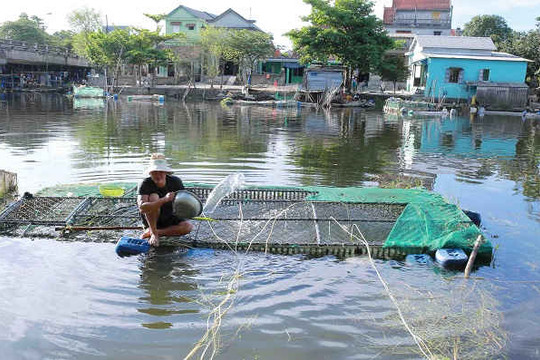 Thừa Thiên- Huế: Dân “khóc ròng” khi cá lồng chết hàng loạt
