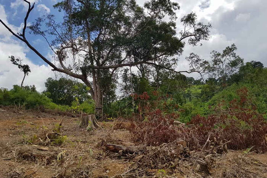 Đắk Lắk: Gần 50 ha rừng bị phá, lấn chiếm trái phép