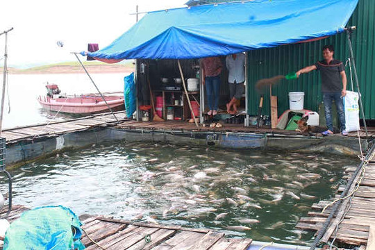 Nuôi cá lồng trên hồ Thác Bà: Đừng làm ô nhiễm bể nước ngọt Yên Bái