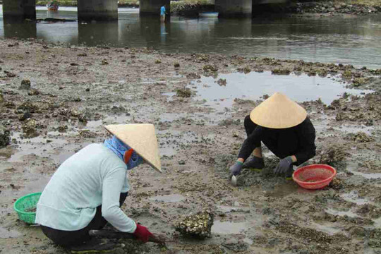 Phú Yên: Gập ghềnh mưu sinh nghề cào sò trên đầm