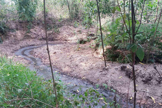 Thừa Thiên Huế: Ô nhiễm môi trường từ các lò giết mổ gia súc, gia cầm
