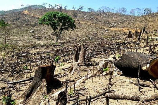 Xử lý nghiêm hành vi phá rừng trái pháp luật
