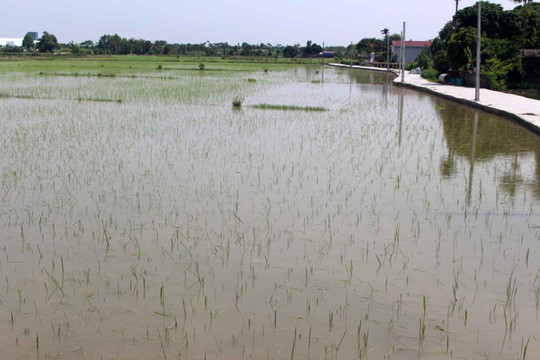 Hải Dương: Hơn 17.081 ha lúa, rau màu, vùng nuôi thủy sản bị ngập