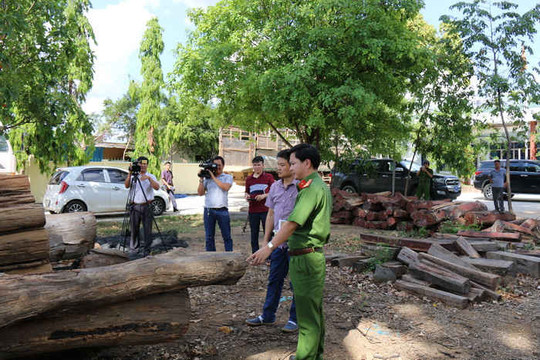 Đắk Nông: Chuyển hồ sơ qua Cơ quan Công an vụ phá hơn 17 cây gỗ quý