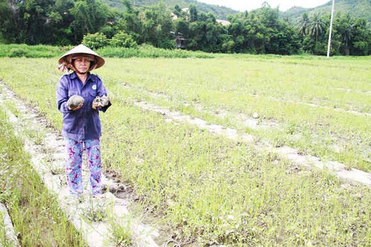 Đà Nẵng: Nông dân khóc ròng vì dưa hấu thối đầy đồng