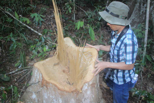 Vĩnh Thạnh (Bình Định): Hàng loạt cây gỗ dổi đại thụ bị cưa xẻ