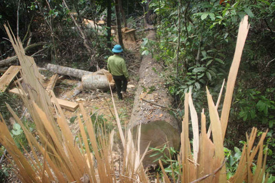 Vĩnh Thạnh (Bình Định): Khởi tố vụ án hình sự “vi phạm các quy định về khai thác bảo vệ rừng”