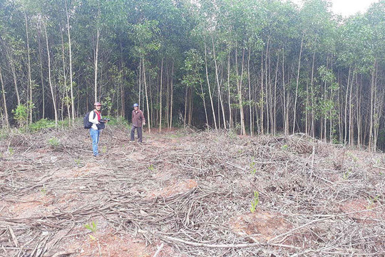 Phú Lộc (Thừa Thiên Huế): Nhiều sai phạm trong quản lý đất rừng phòng hộ