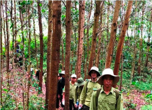 Quảng Ngãi: 7 tháng đầu năm 2018, diện tích rừng trồng tập trung đạt 5.030ha