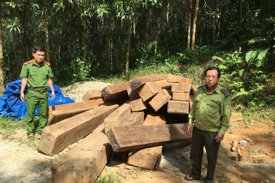 Quảng Nam: Phát hiện số lượng lớn gỗ rừng tự nhiên trong rừng trồng