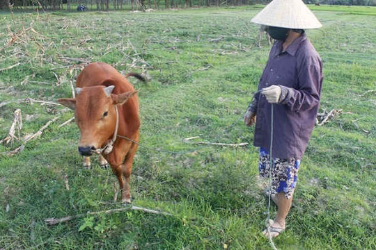 Quảng Ninh (Quảng Bình): Trâu, bò muốn ăn cỏ ngoài đồng phải đóng phí