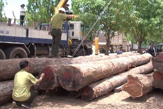 Đắk Lắk: Liên quan đến trùm gỗ lậu “Phượng râu”, xem xét kỷ luật nhiều lãnh đạo Bộ Chỉ huy BĐBP
